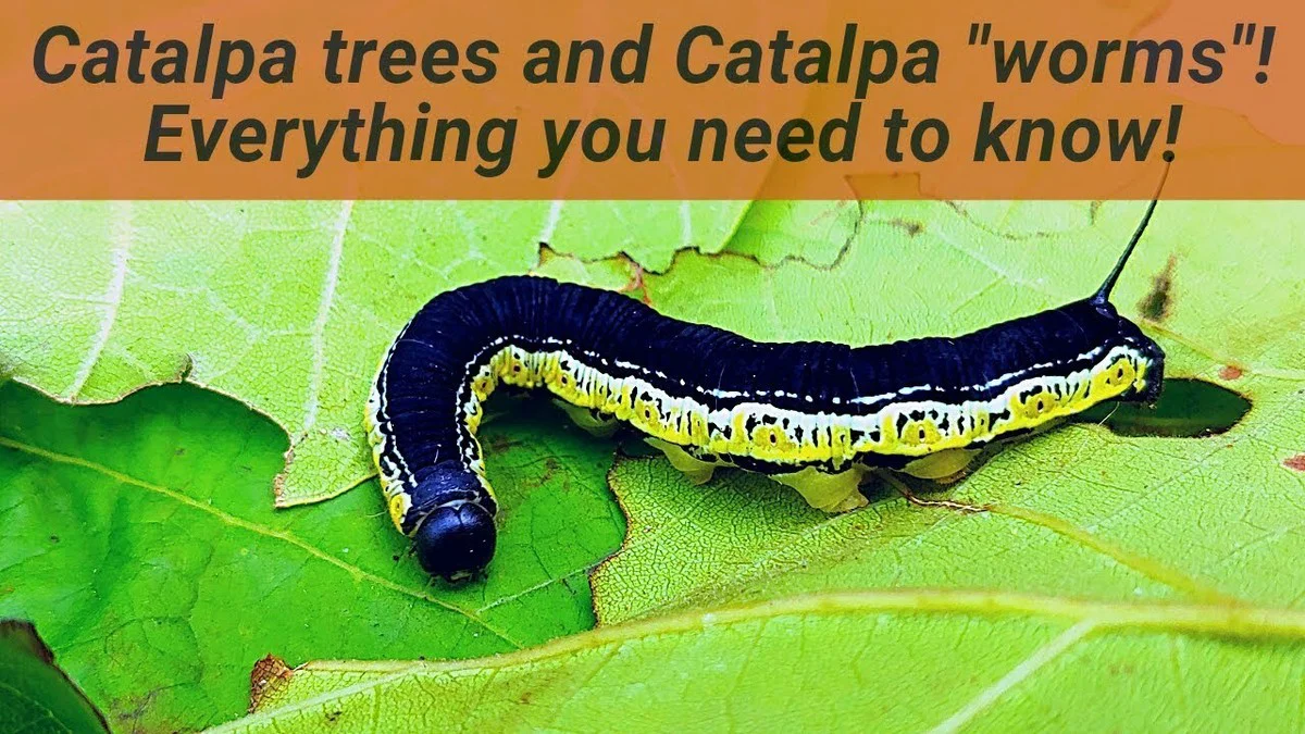 catalpa worms